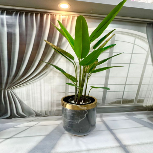 حیدری درختچه