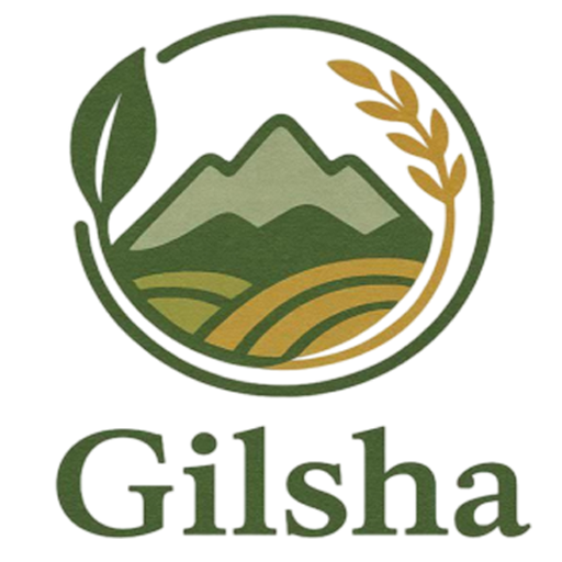 گیلشا