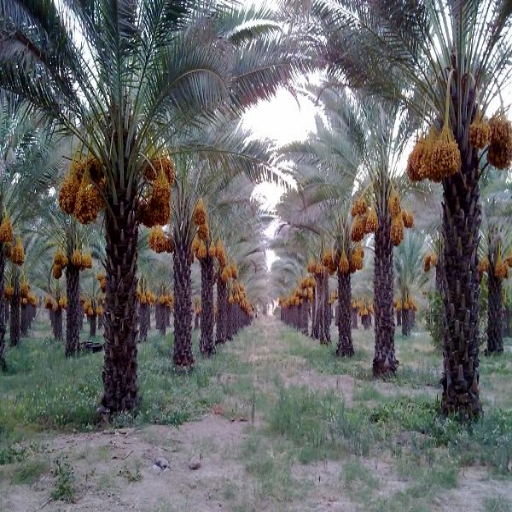 خرما ناب ارما